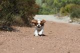CAVALIER KING CHARLES 076